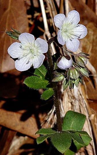 {Phacelia dubia}
